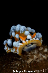 Phyllidia ocellata nudibranch, captured at Manado, Indone... by Teguh Tirtaputra 
